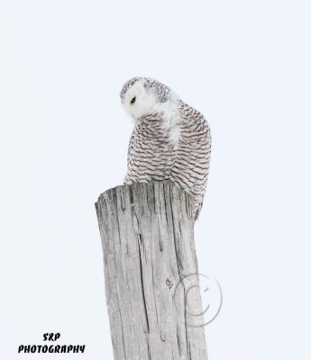 Snowy Owl (11)