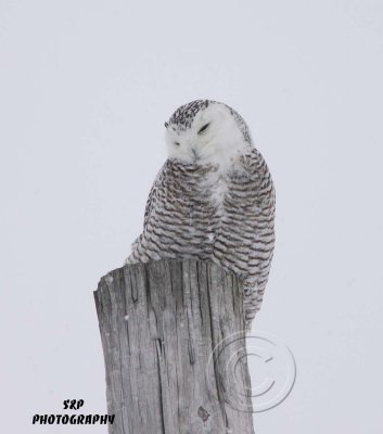 Snowy Owl (14)