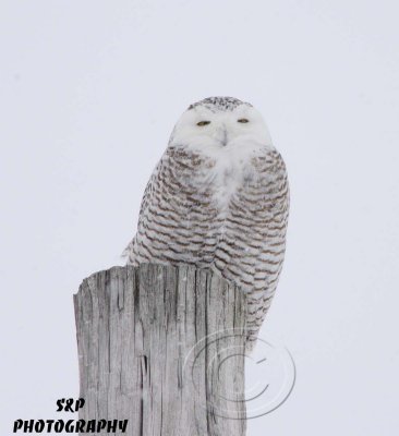 Snowy Owl (15)