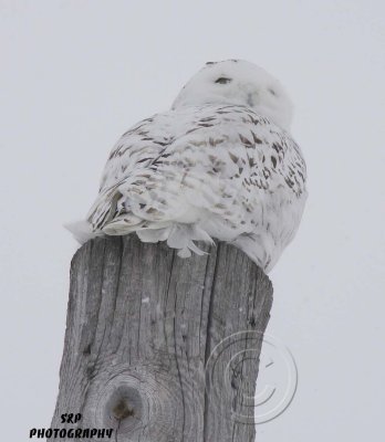 Snowy Owl (16)