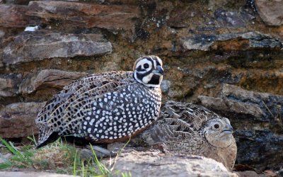 Montezuma quail pair