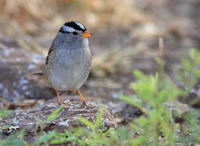 White-crowned sparrow 2