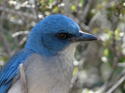 Mexican Jay portrait