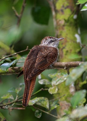 Banded bay cuckoo juvenile