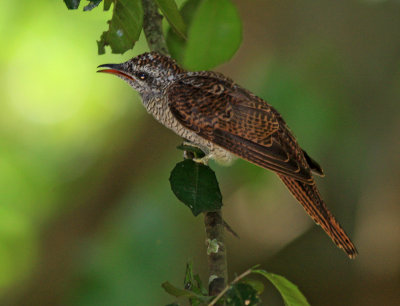 Banded bay cuckoo juvenile2