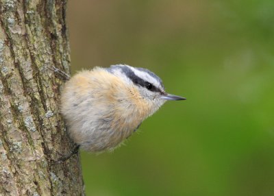 Red-breasted Nuthatch