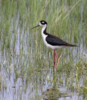 Black-necked Stilt