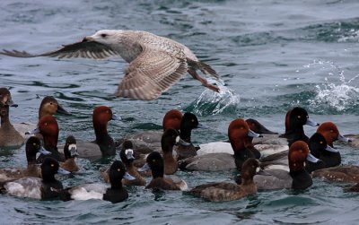 Redheads