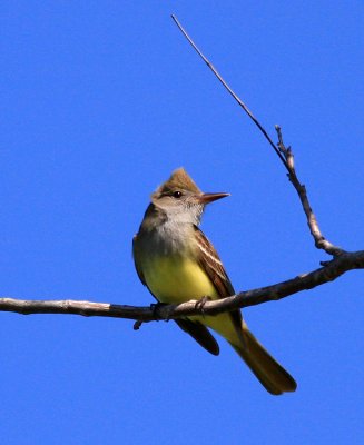 Great-crested flycatcher2