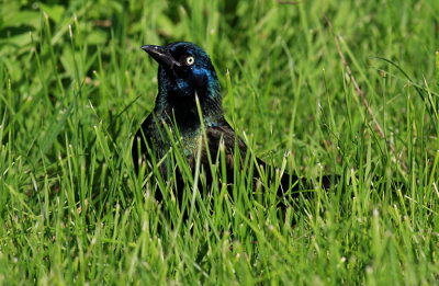 Common Grackle