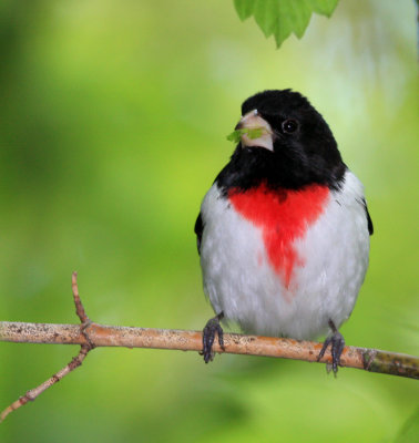 Cardinals, Grosbeaks, Buntings