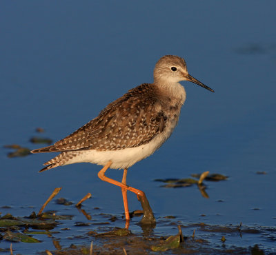 Lesser  yellowlegs1