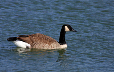 Canada Goose2