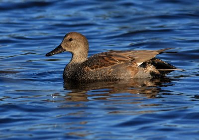 Gadwall1