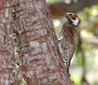 Arizona Woodpecker 