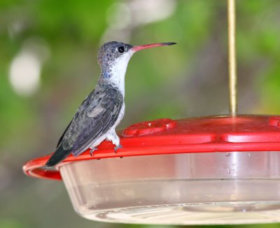 Violet-crowned Hummingbird