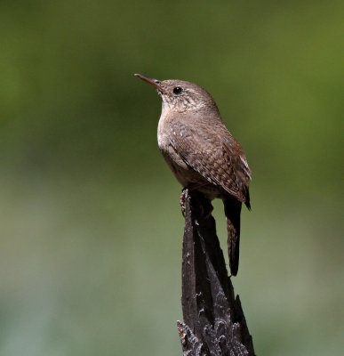 House Wren (brown-throated wren)