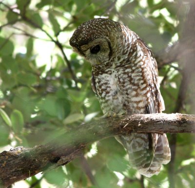 Spotted Owl 1