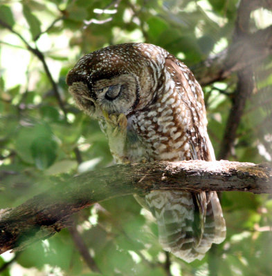 Spotted Owl2