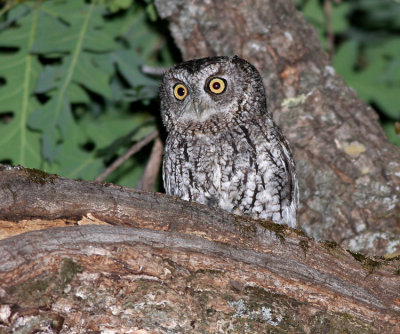 Wiskered Screech-owl