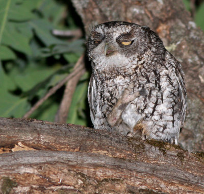 Wiskered Screech-owl 2