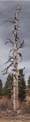 Skeleton tree Metalic PBase.jpg