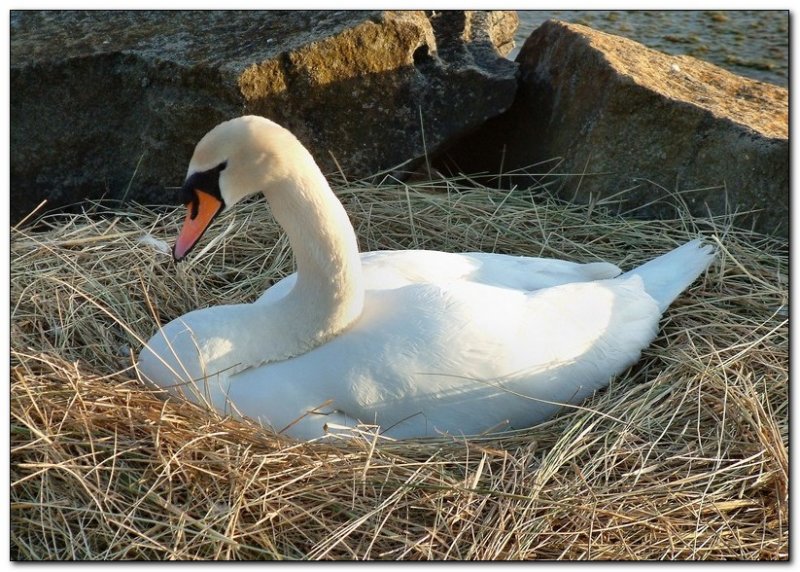 Waiting for the Eggs to hatch