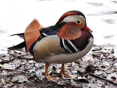 For those who have enjoyed these two pictures of the Mandarin Duck, he has made another visit to the pool and I was able to take a few more pictures. Hope you all enjoy them.