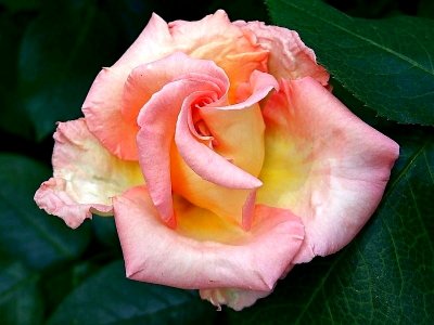 A complete Rose