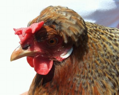 A Hen called Rose