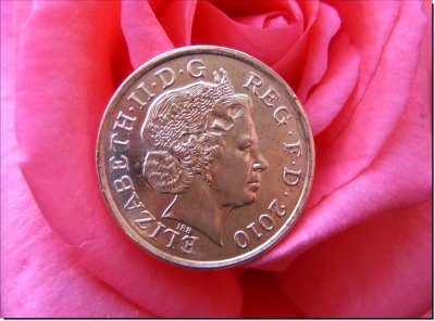 New Penny on Pink Rose