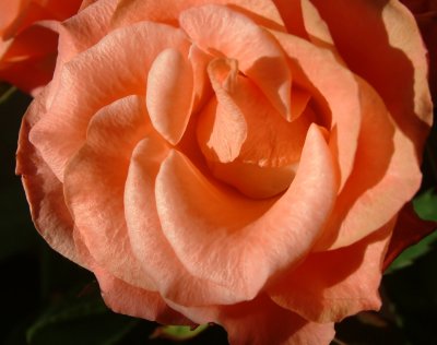 Miniature Rose