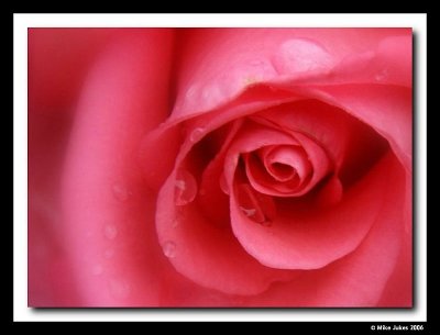 Rose details#14