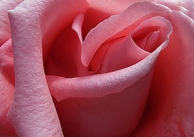 Rose Details