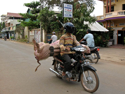 IMG_1777_LIVE_Pig