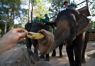 _MG_5244_SR_elephant