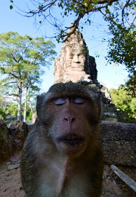 _MG_5388_monkey_