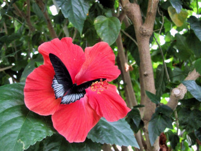 SIPS outing to the St. Louis Butterfly House in February, '08