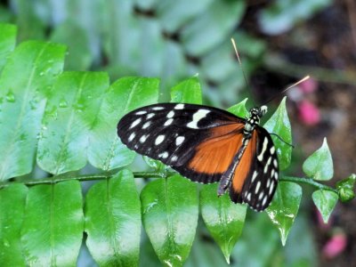 SIPS outing to the St. Louis Butterfly House in February, '08