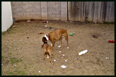 the waste land 14wks 4829w.jpg
