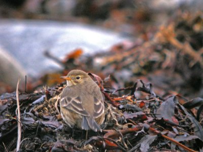 Hedpiplrka Anthus rubescens rubescens