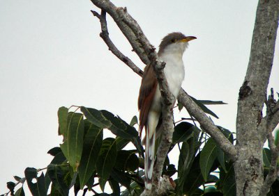 Yellow-billed Cuckoo