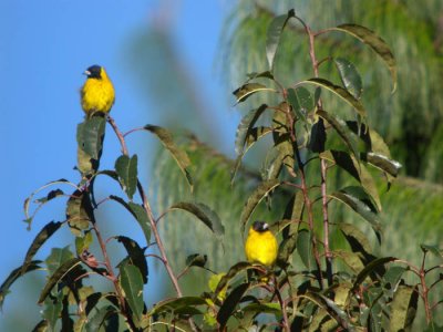 Black-headed Siskin