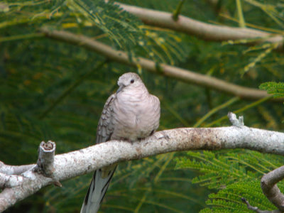 Inca Dove