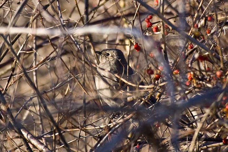 Townsends Solitaire, Rockport, Massachusetts.