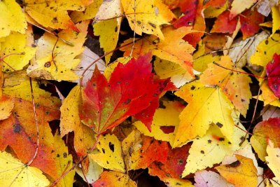 Fallen Leaves, East Kingston, NH