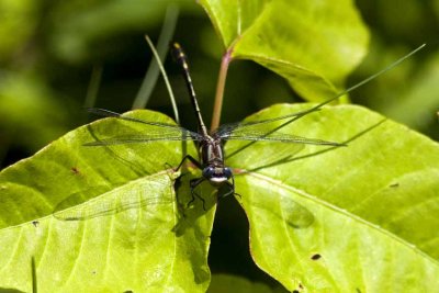 Possible Lancet Clubtail (Gomphus exilis), Kimball Road, Exeter, NH