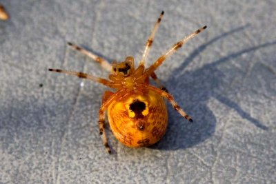 Orange Orb Spider (Araneus trifolium) (underside), East Kingston, NH