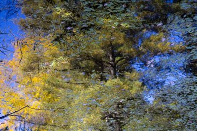 Tree Reflections, Maudslay State Park, Newburyport, MA