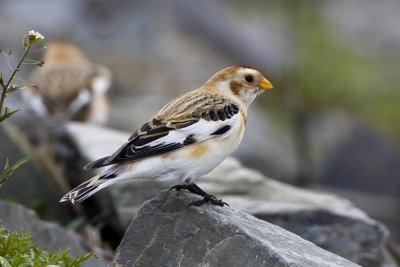 Snow Bunting (Plectrophenax nivalis), Exeter Waste Water Treatment Plant, Exeter, NH